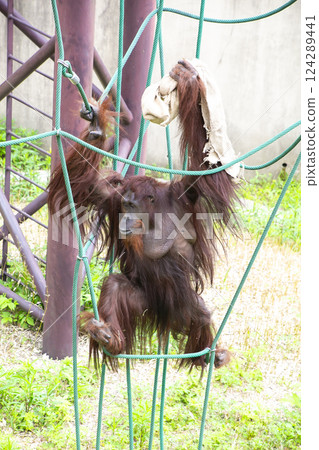 Orangutan Orangutan 124289441