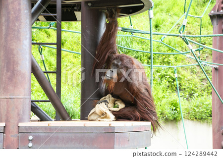 Orangutan 124289442