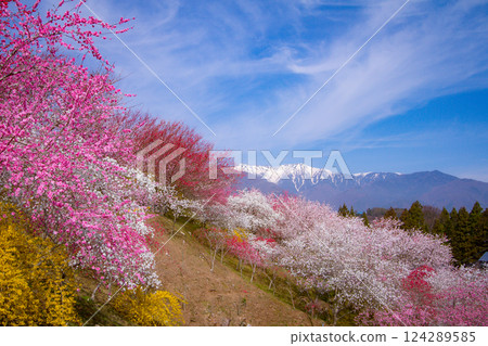 Peach blossoms and remaining snow in the Central Alps, Iijima-cho, Nagano Prefecture, Hikataiwa Shrine Peach blossoms and remaining snow in the Central Alps, Iijima-cho, Nagano Prefecture, Hikataiwa Shrine 124289585