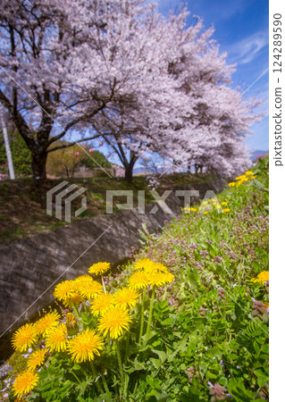 A stream, rows of cherry trees, and dandelions Fujimaki River, Iijima Town, Nagano Prefecture 124289590