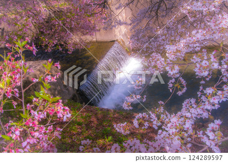 長野縣飯島町藤卷川沿岸的櫻花 124289597