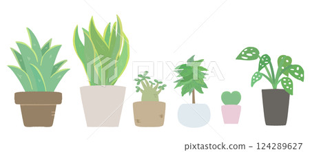 Foliage plant  124289627