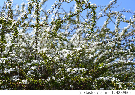 Yukiyanagi (Yukiyanagi) 124289663