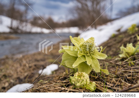 Butterbur on the river bank after the snow melts 6 124289668