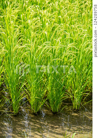 Summer rice ears [Increased rice production and rising rice prices image material 124289758