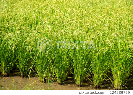 Summer rice ears [Increased rice production and rising rice prices image material 124289759