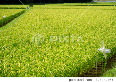 夏季稻穗[水稻產量增加和米價上漲圖片素材 124289763
