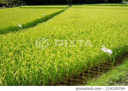 Summer rice ears [Increased rice production and rising rice prices image material Summer rice ears [Increased rice production and rising rice prices image material 124289764