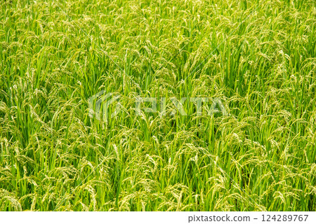 Summer rice ears [Increased rice production and rising rice prices image material 124289767