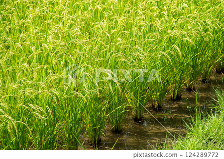 Summer rice ears [Increased rice production and rising rice prices image material Summer rice ears [Increased rice production and rising rice prices image material 124289772
