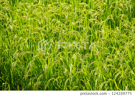 Summer rice ears [Increased rice production and rising rice prices image material Summer rice ears [Increased rice production and rising rice prices image material 124289775