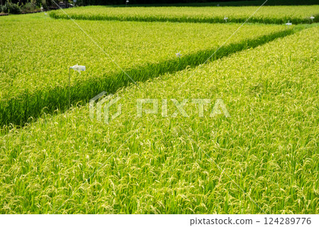 Summer rice ears [Increased rice production and rising rice prices image material Summer rice ears [Increased rice production and rising rice prices image material 124289776