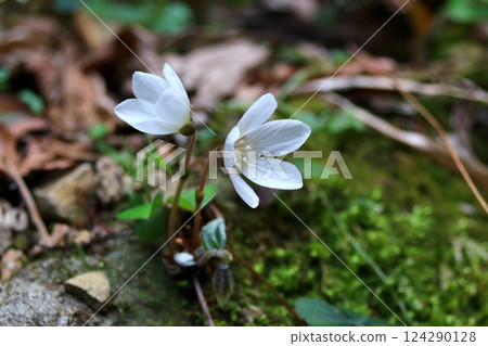 Wood sorrel in the Satoyama Wood sorrel in the Satoyama 124290128