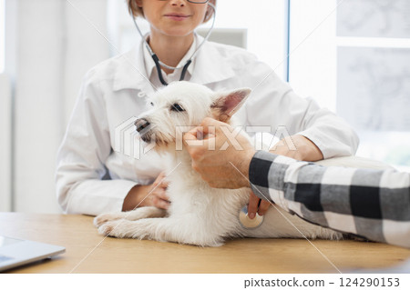 Female vet examining white dog while male owner observes consultation in professional setting Female vet examining white dog while male owner observes consultation in professional setting 124290153