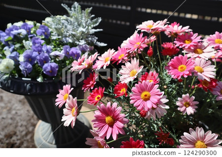 A pot of daisies and violas 124290300