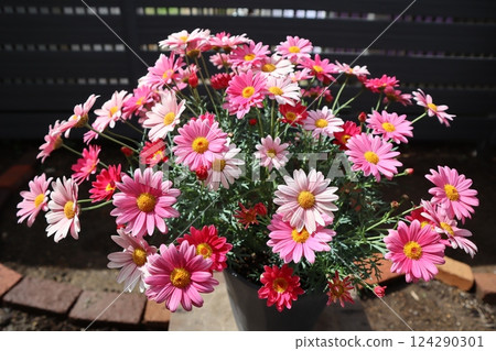 亮粉色雛菊花 亮粉色雛菊花 124290301