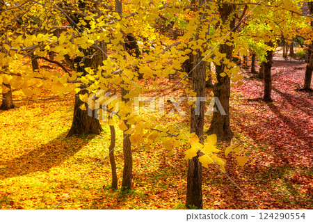 銀杏樹和落葉 銀杏樹和落葉 124290554