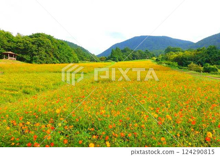Cosmos in full bloom, Autumn cherry blossoms, Cosmosberg, Omoshiroyama Plateau Cosmos in full bloom, Autumn cherry blossoms, Cosmosberg, Omoshiroyama Plateau 124290815