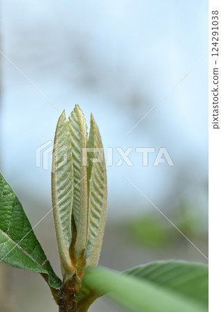 枇杷幼葉 124291038
