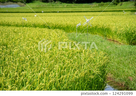 夏季稻穗【水稻產量增加和米價上漲的圖片素材】 夏季稻穗【水稻產量增加和米價上漲的圖片素材】 124291099