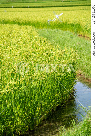 夏季稻穗【水稻產量增加和米價上漲的圖片素材】 124291100