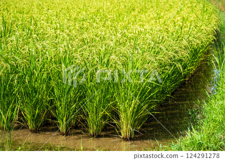Summer rice ears [Image material for increased rice production and rising rice prices] 124291278