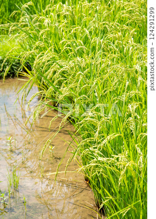 Summer rice ears [Image material for increased rice production and rising rice prices] 124291299