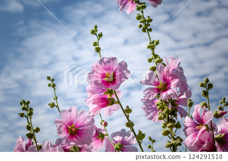 Pink hollyhock in a garden outdoors, alcea rosea, althaea rosea 124291518