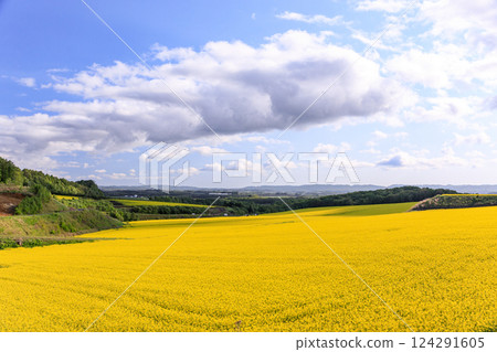 北海道安平町：五月的油菜花黃地毯 124291605