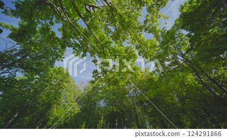 Soft sunlight streaming through verdant forest foliage, casting dappled light and peaceful woodland ambiance 124291866