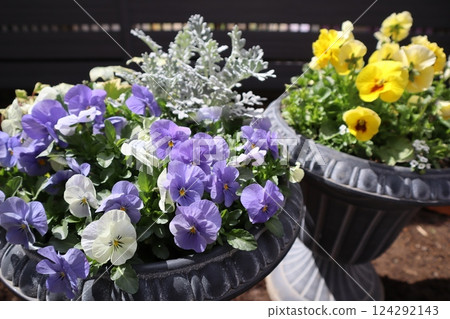 A pot of violas and frilly pansies A pot of violas and frilly pansies 124292143