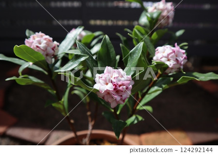 瑞香屬植物的小白花 瑞香屬植物的小白花 124292144