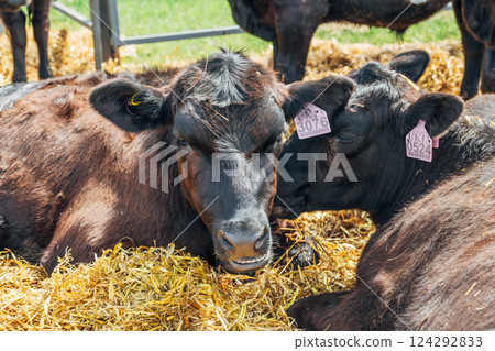 Black Angus calves in the open air Black Angus calves in the open air 124292833