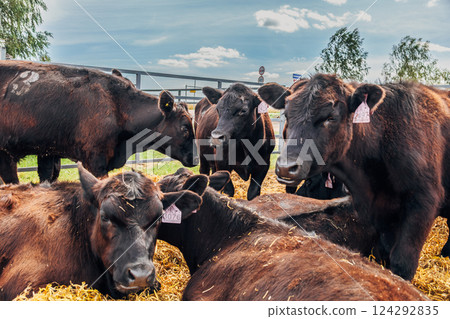 Black Angus calves in the open air Black Angus calves in the open air 124292835