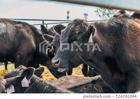 Black Angus calves in the open air Black Angus calves in the open air 124292844