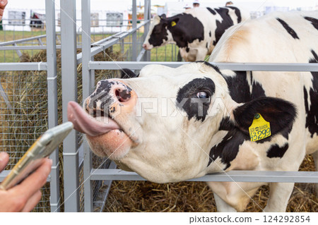 Close up of a young holstein cow licking a hand Close up of a young holstein cow licking a hand 124292854