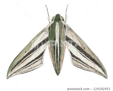 Hand-drawn illustration of a striped sparrow 124292931
