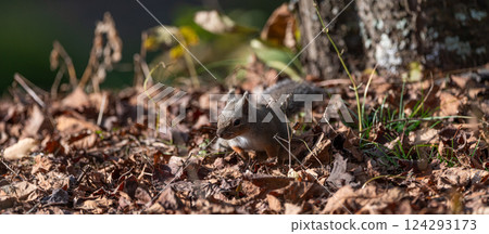 Cute Japanese squirrel Cute Japanese squirrel 124293173