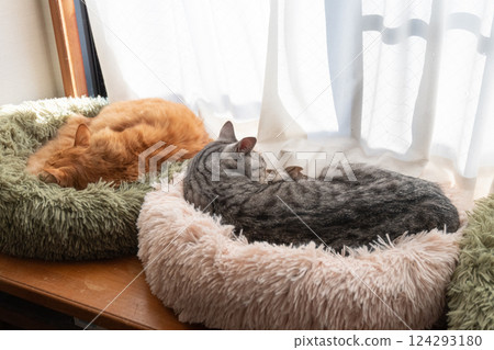 Two cats relaxing by the window 124293180