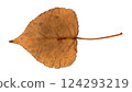 scanned tree leaves scanned tree leaves 124293219