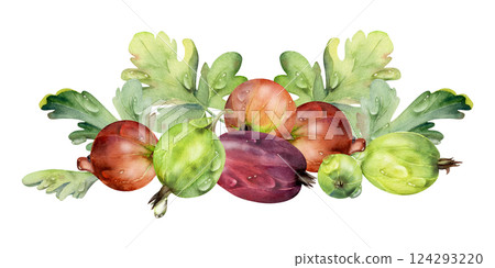 Gooseberry Currant berries leaves in water dew drops, ripe garden huckleberry casseille juneberry. Isolated botanical illustration, watercolor hand drawn. For restaurant, dessert menu, farmers market 124293220