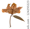 scanned tree leaves scanned tree leaves 124293223