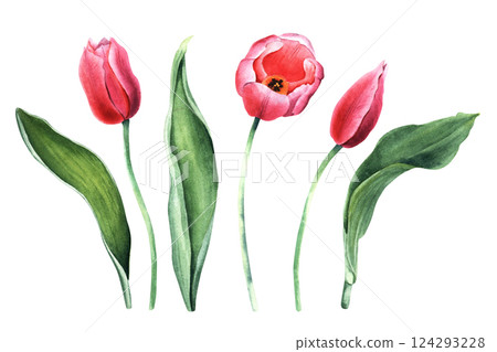 A set of pink tulips, buds and leaves. Hand drawn botanical watercolor illustration isolated on white background. For clip art cards invitation 124293228