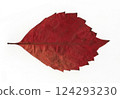 scanned tree leaves scanned tree leaves 124293230