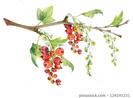 Currant gooseberry with long flower clusters, green leaves, hand drawn in watercolor, garden berry hanging on branches. Isolated illustration. Craft eco cosmetics, aroma candles, jam jar food labels Currant gooseberry with long flower clusters, green leaves, hand drawn in watercolor, garden berry hanging on branches. Isolated illustration. Craft eco cosmetics, aroma candles, jam jar food labels 124293231