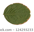 scanned tree leaves scanned tree leaves 124293233