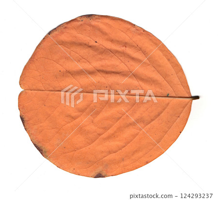 scanned tree leaves scanned tree leaves 124293237