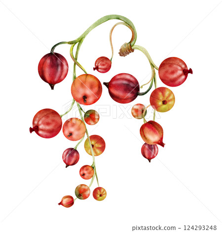Currant gooseberry raceme bunch hanging cluster, glossy ripe garden berry casseille jostaberry juneberry. Isolated botanical illustration, watercolor hand drawn. Food packaging, culinary eco branding Currant gooseberry raceme bunch hanging cluster, glossy ripe garden berry casseille jostaberry juneberry. Isolated botanical illustration, watercolor hand drawn. Food packaging, culinary eco branding 124293248