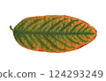 scanned tree leaves scanned tree leaves 124293249