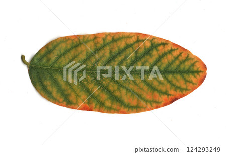scanned tree leaves scanned tree leaves 124293249